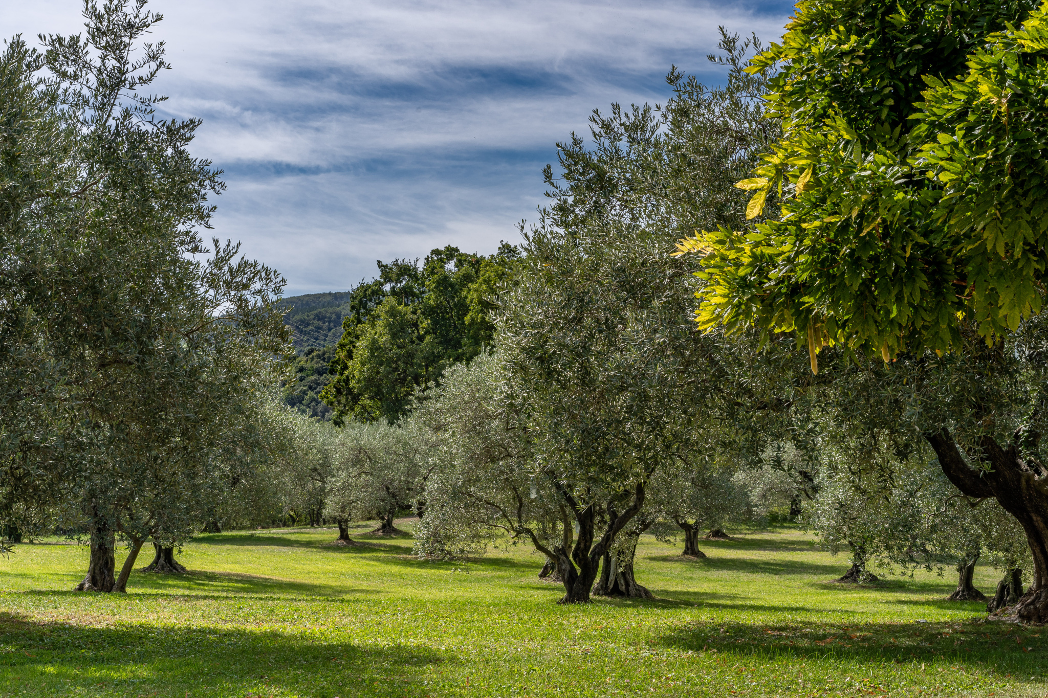 Image_4, Maison, Sisteron, ref :2159-25