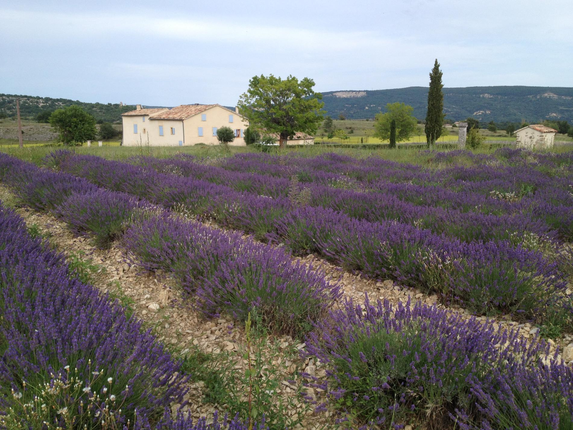 Image_7, Maison, Forcalquier, ref :2240-25