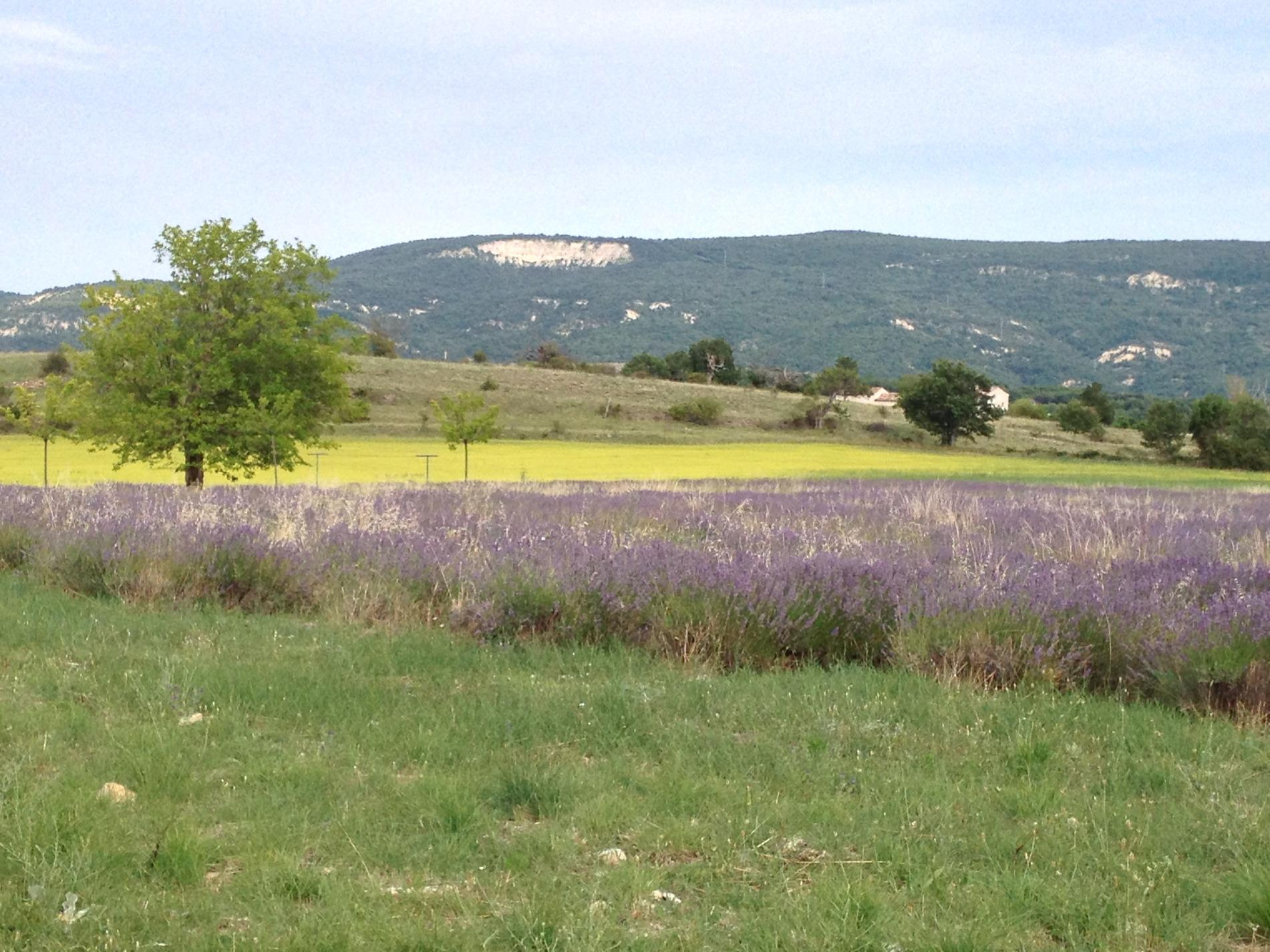 Image_13, Maison, Forcalquier, ref :2240-25