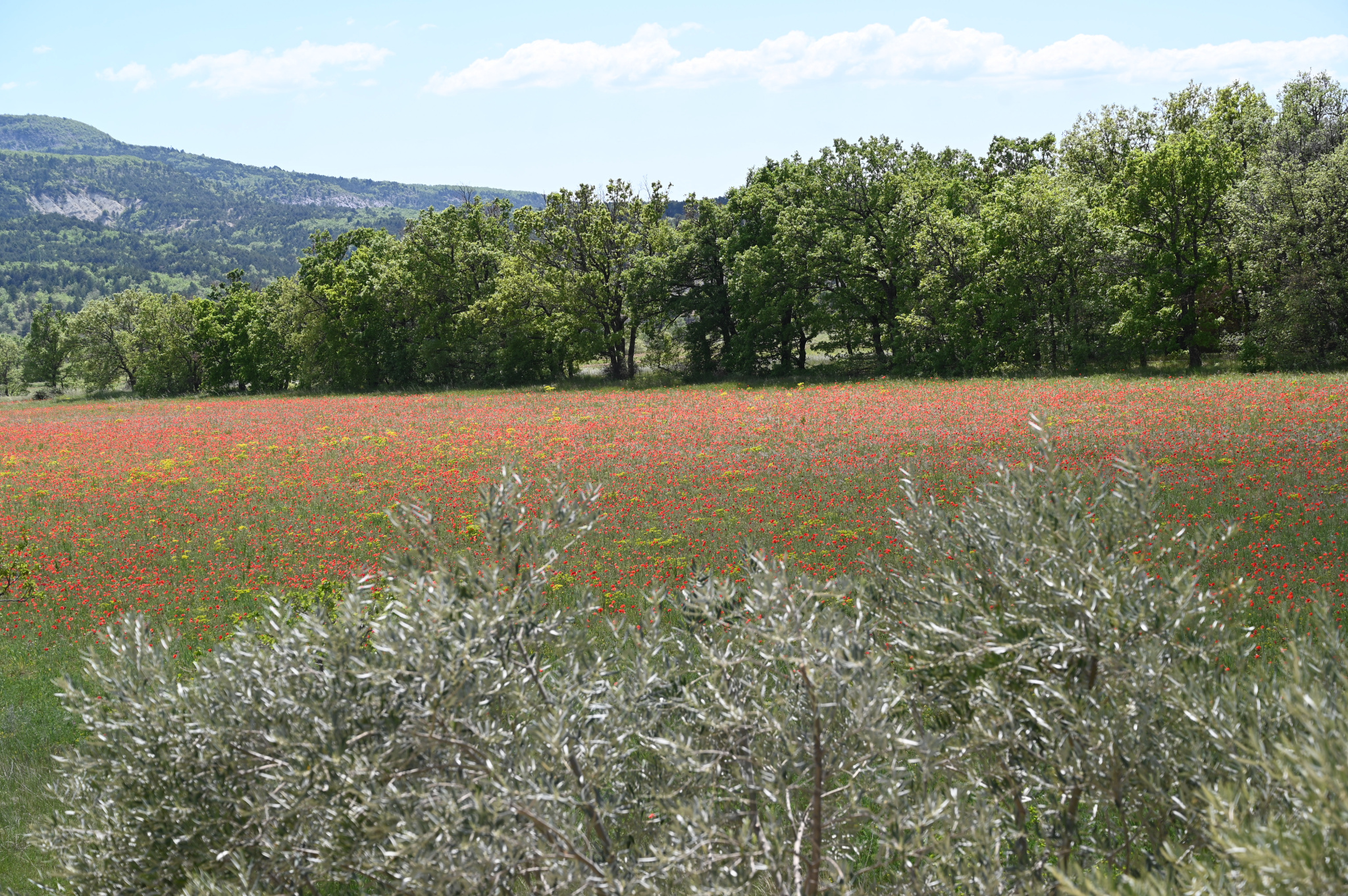 Image_2, Maison, Forcalquier, ref :2240-25