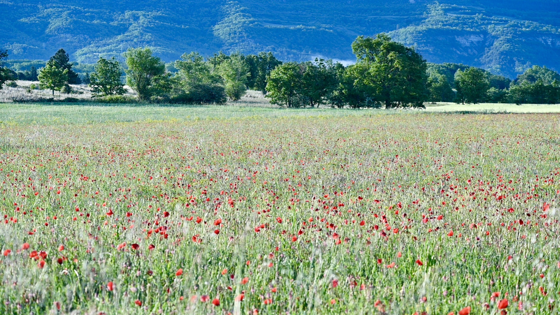 Image_6, Maison, Forcalquier, ref :2240-25