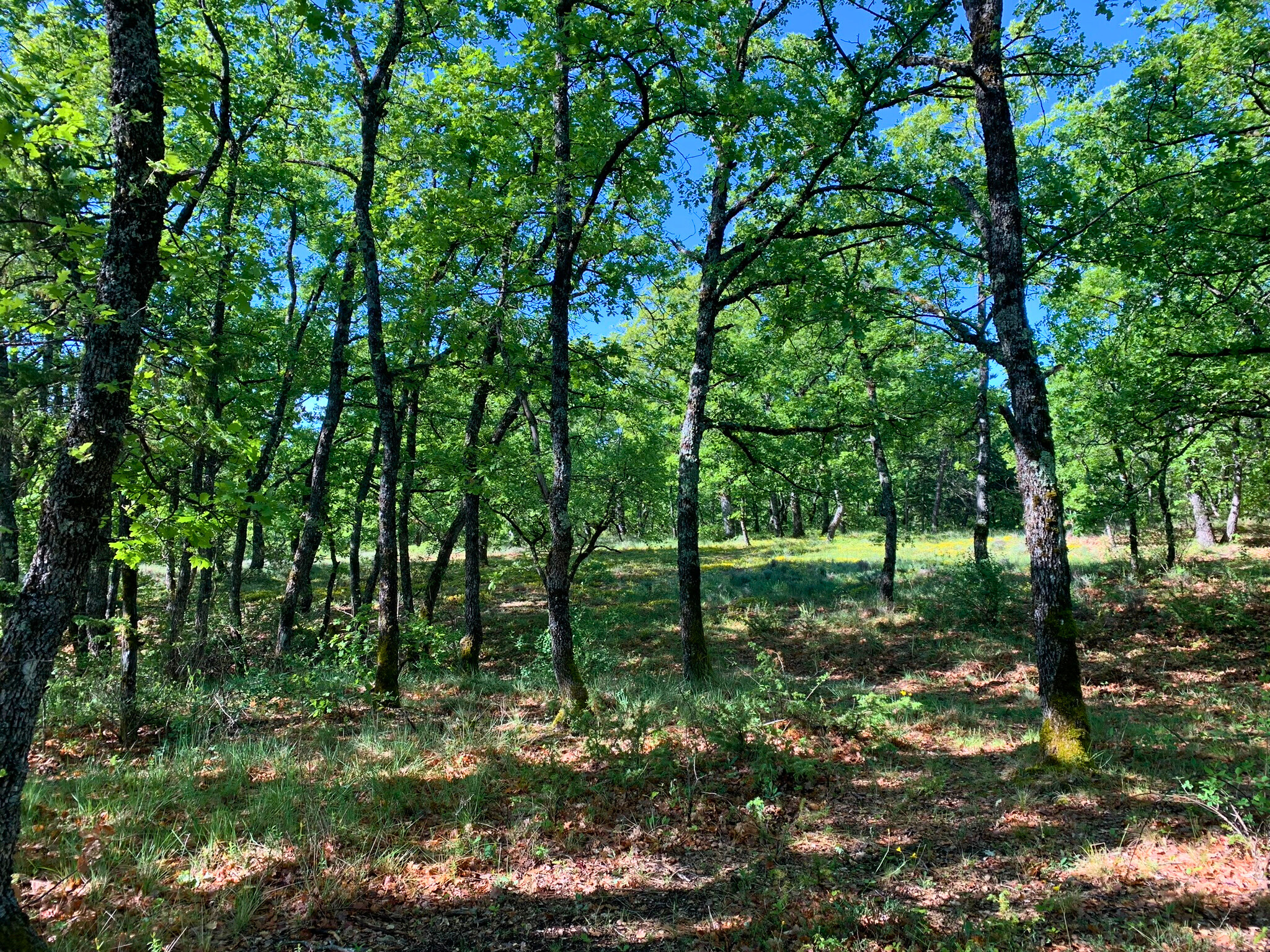 Image_11, Rez de jardin, Montlaux, ref :2087-25A