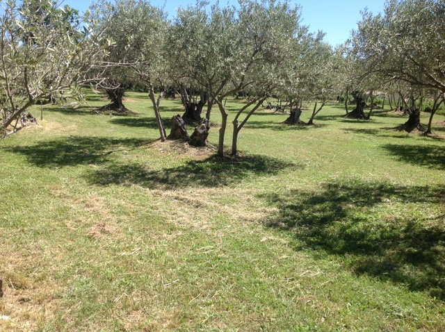 Photo 5